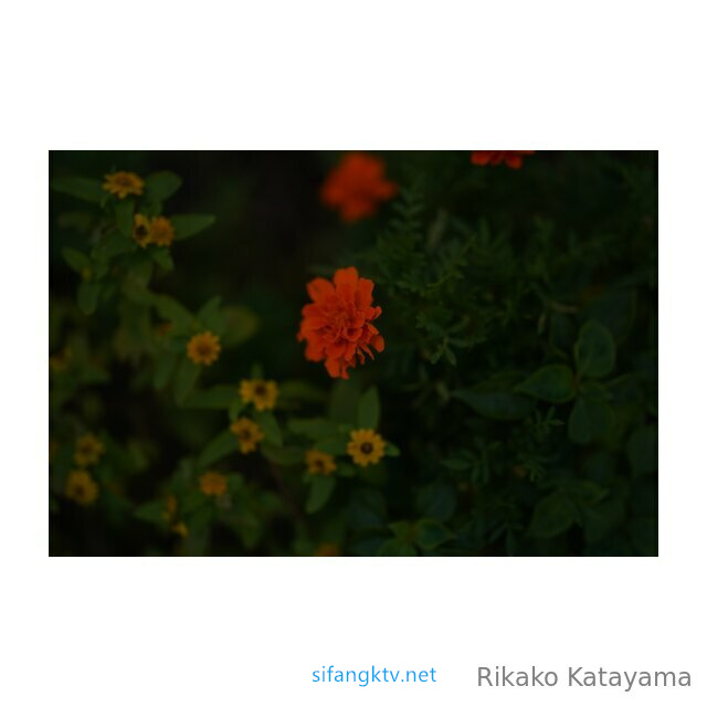 Rikako Katayama – OnlyFans 蜂腰大奶马甲线 甜心少妇性爱福利 优雅的气质甜美笑容让人沉醉 - P37