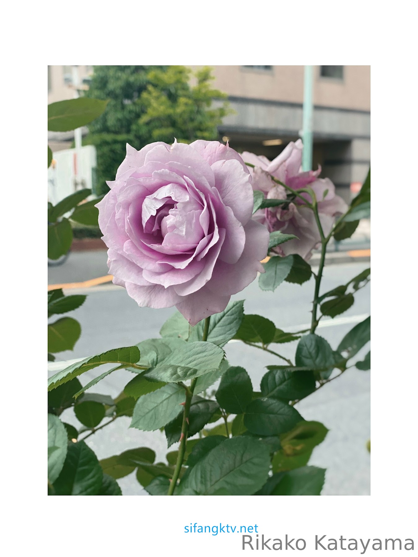 Rikako Katayama – OnlyFans 蜂腰大奶马甲线 甜心少妇性爱福利 优雅的气质甜美笑容让人沉醉 - P95