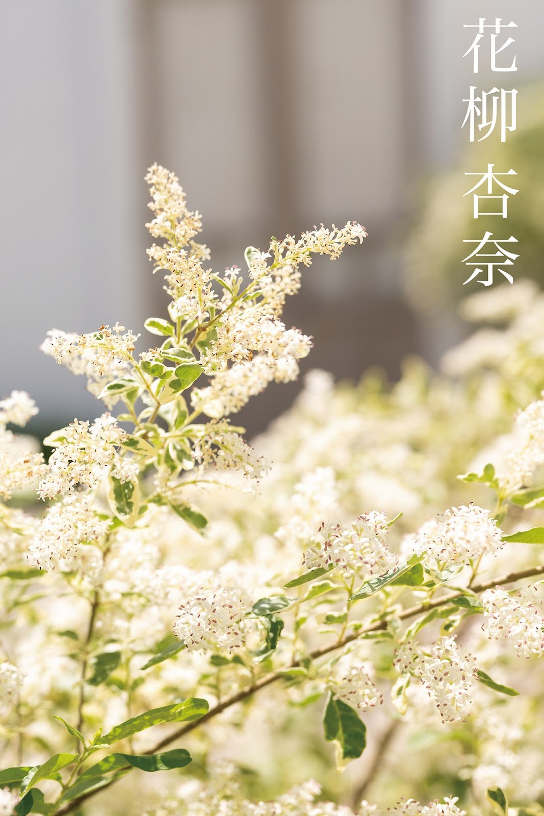 [JP] Hanayagi Anna (花柳杏奈) – 夢見心地 アザーカットエディション 【ヌード写真集】FANZA限定特別カット付き - P12